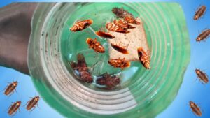 Cómo Desaparecer Plagas de Cucarachas rápidamente con este truco en casa