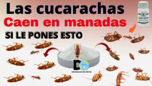 Con el calor vienen las cucarachas — actúa antes de que lleguen